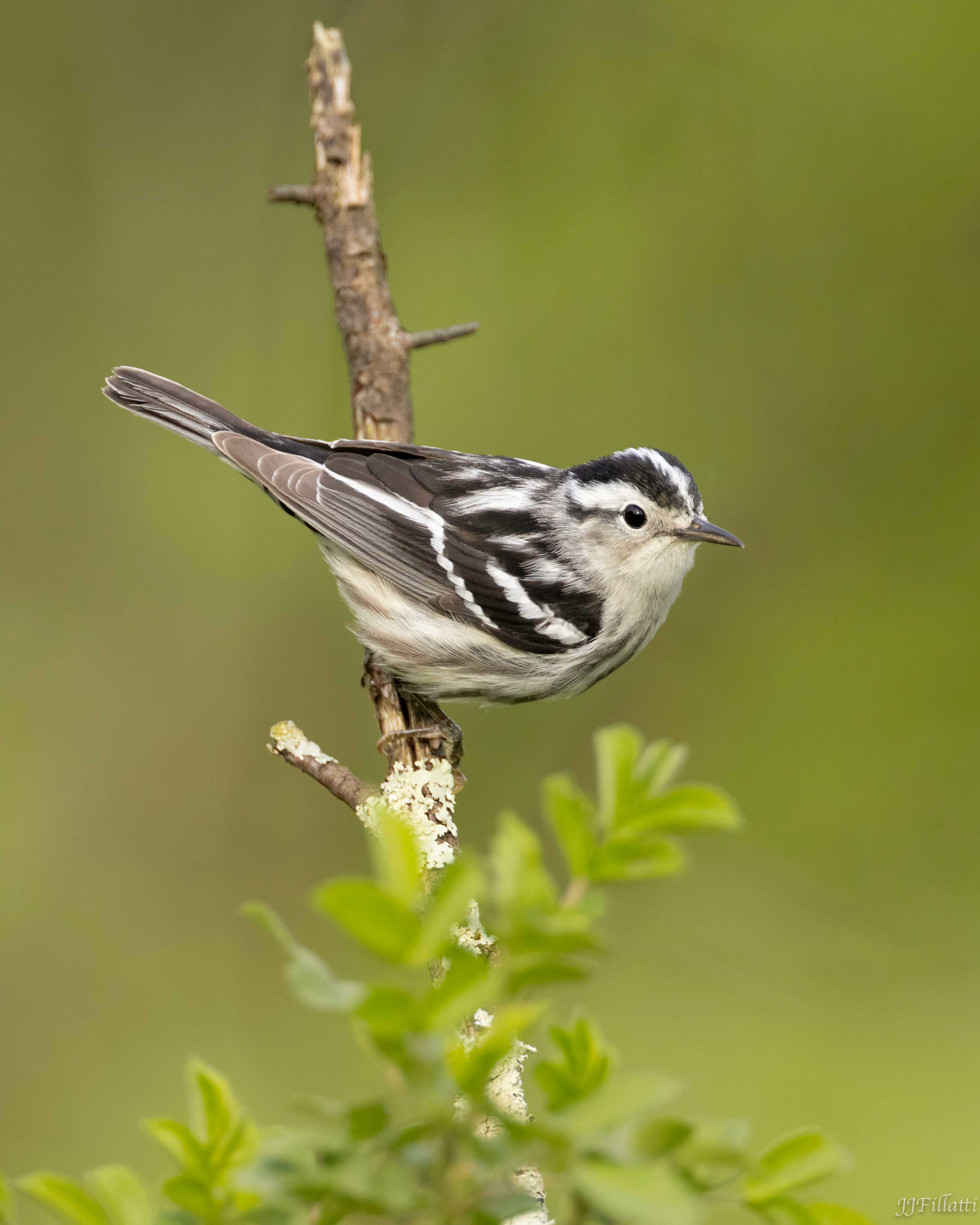 bird of Ohio image 8